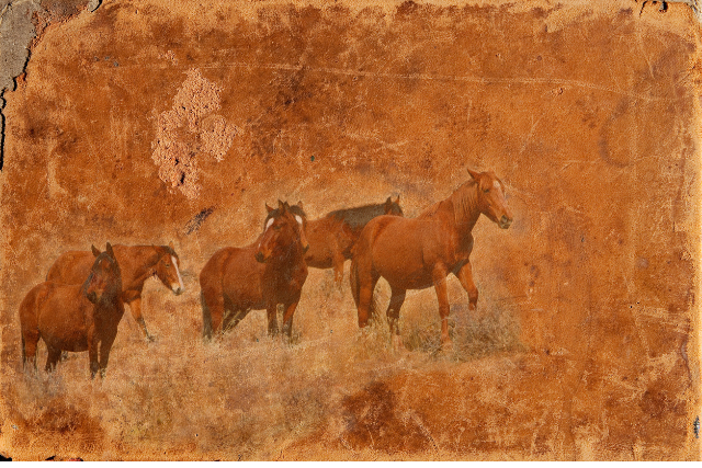 Natürliche Pferdehaltung