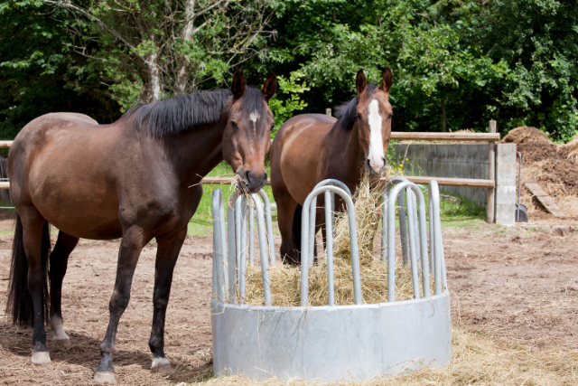 Natürliche Pferdehaltung