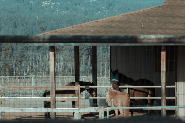Natürliche Pferdehaltung