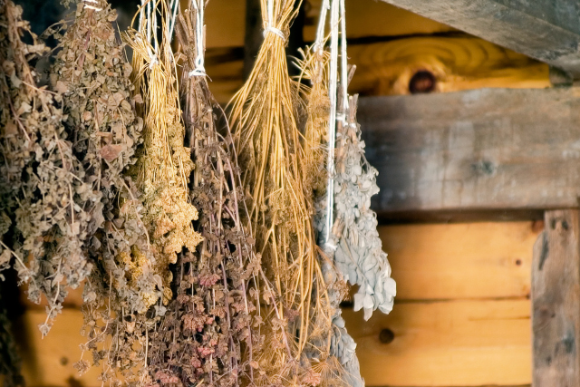 Hexenkräuter und Zauberpflanzen