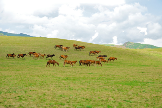 Natürliche Pferdehaltung