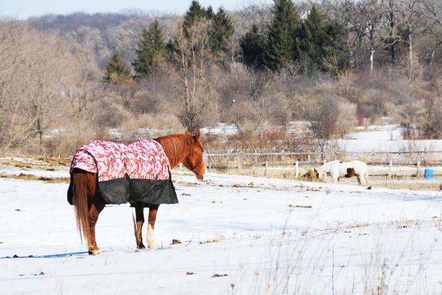 Natürliche Pferdehaltung