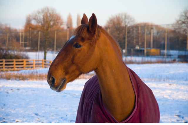 Natürliche Pferdehaltung