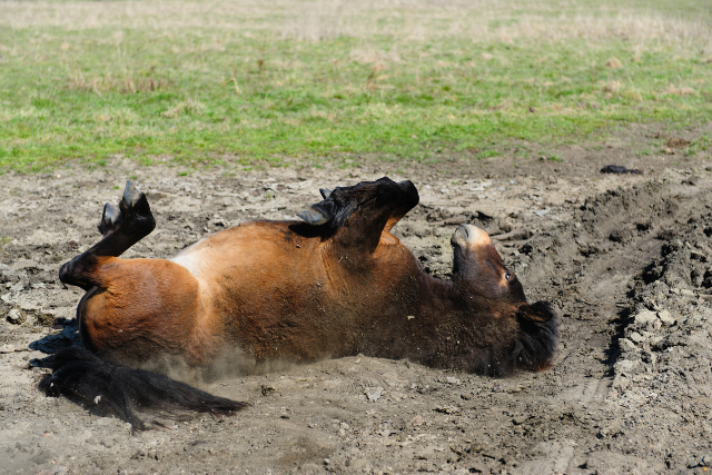 Wälzen lassen bei einer Kolik?