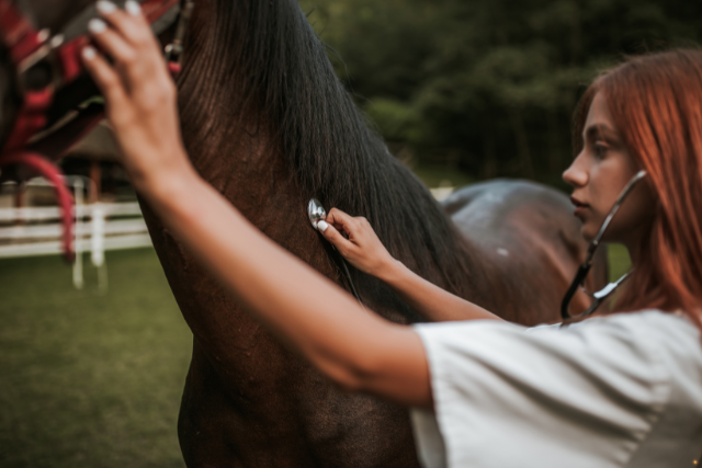 Schmerzsymptome beim Pferd