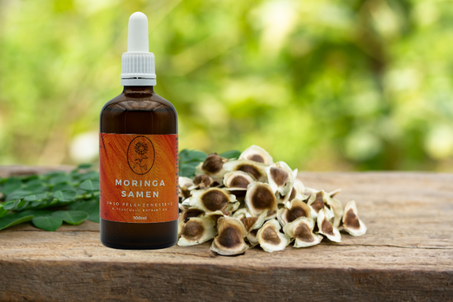 Moringa Samen