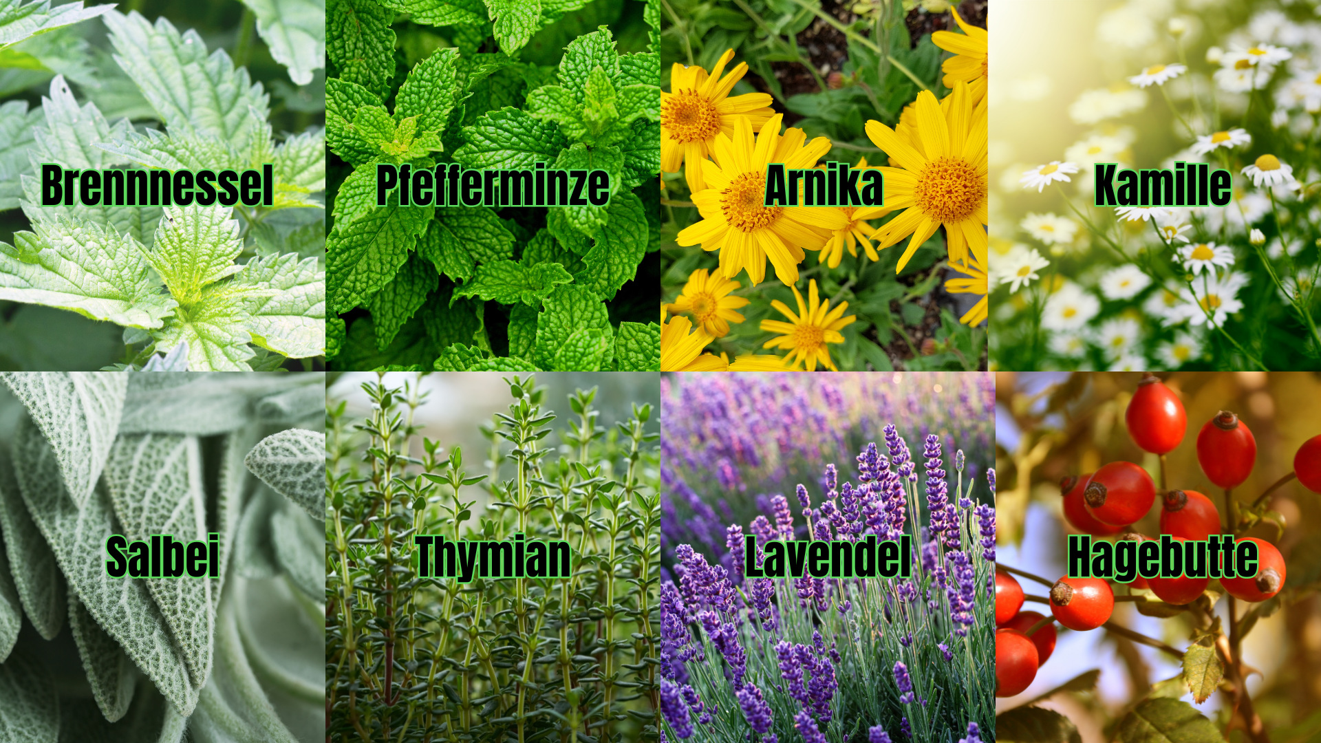 Natürliche Hausapotheke