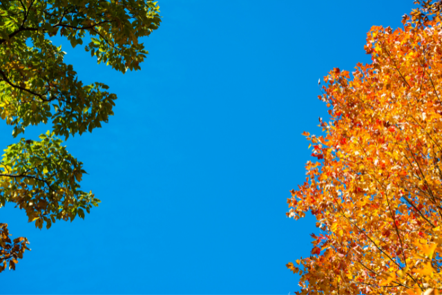 Natürliche Hausapotheke