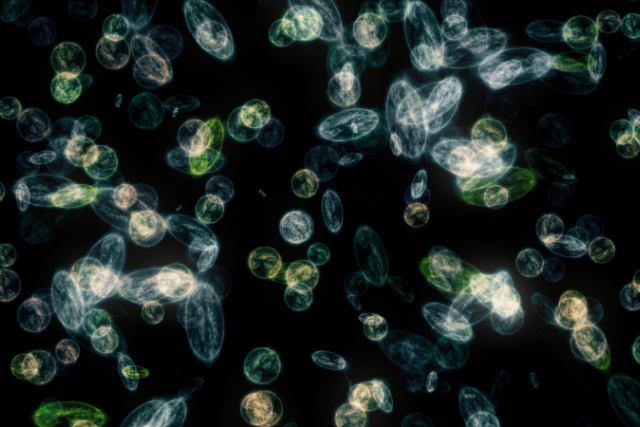 Fellwechsel bei Hund und Katz