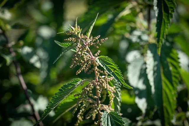 Brennnessel - Röhricht Brennnessel