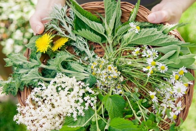 Wildkräuterlimonade