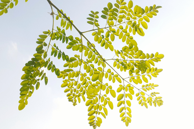 Moringa in der Schwangerschaft