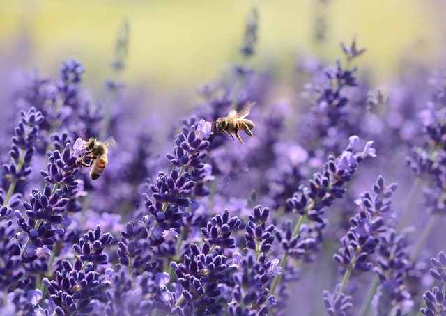 Ätherische Öle - Lavendel und Bienen